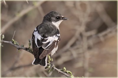 Semi-collared Flycatcher 2.jpg