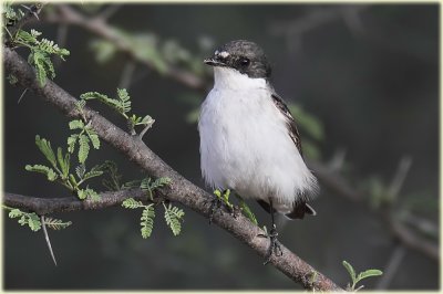Semi-collared Flycatcher 4.jpg