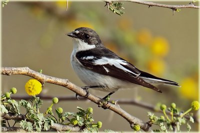 Semi-collared Flycatcher 3.jpg