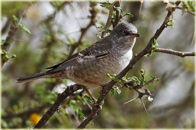 Barred Warbler