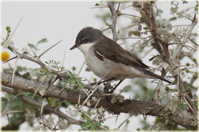 Lesser Whitethroat