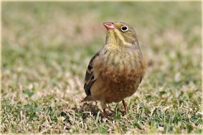 Ortalon Bunting