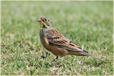 Ortalon Bunting