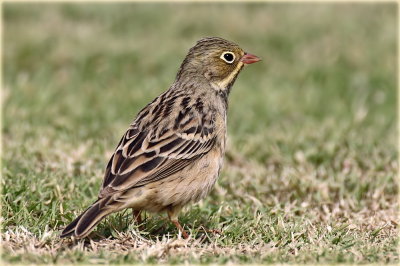 Ortalon Bunting