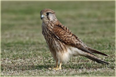 Common Kestrel