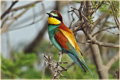 European Bee-eater