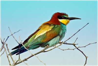 European Bee-eater