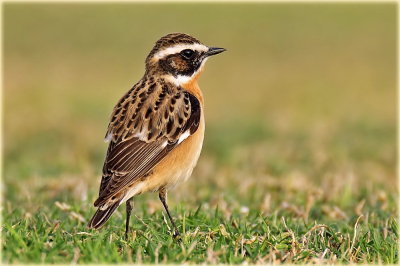 Whinchat