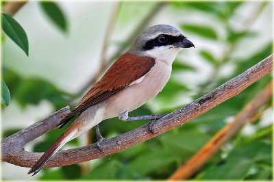 Red-backed Shrike