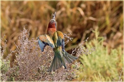 European Bee-eater