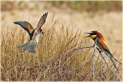 European Bee-eater
