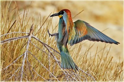 European Bee-eater