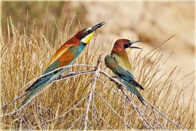 European Bee-eater