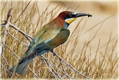 European Bee-eater