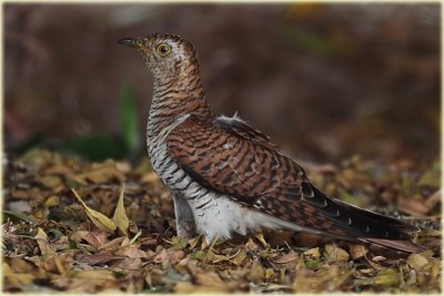 Juvenile Female Cuckoo