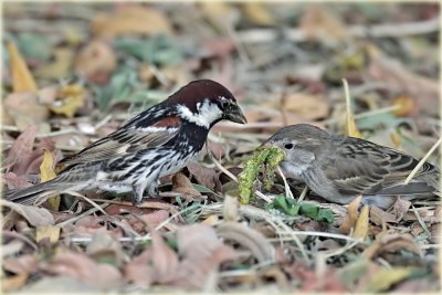 Spanish Sparrow