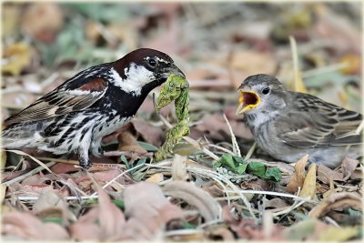 Spanish Sparrow