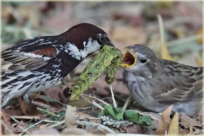 Spanish Sparrow