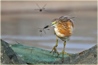 Squacco Heron