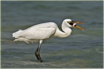 Little Egret