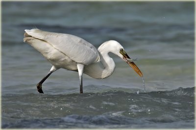 Little Egret