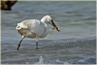 Little Egret