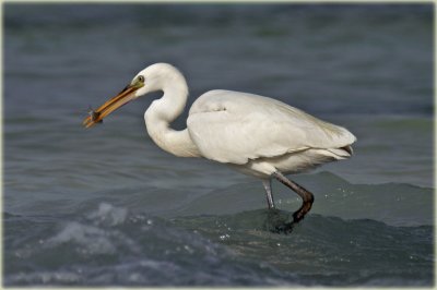 Little Egret