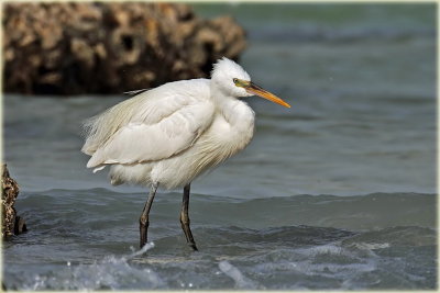 Little Egret