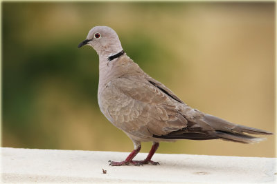 Collard Dove