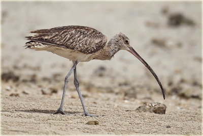 Curlew