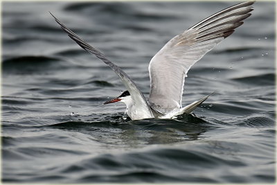 Whiskered Tern