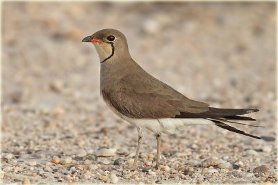 Collard Pratincole