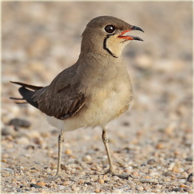 Collard Pratincole