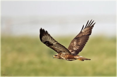 Long Legged Buzzard