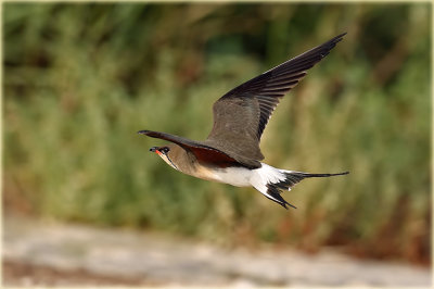 Collard Pratincole