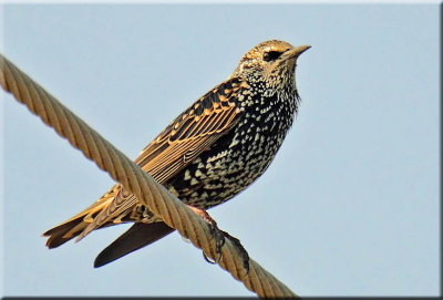Starling