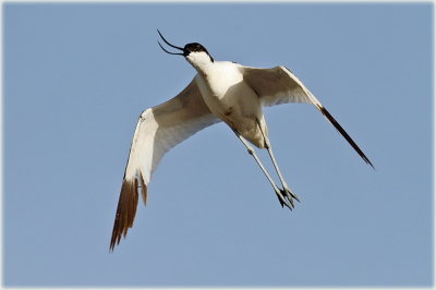 Avocet