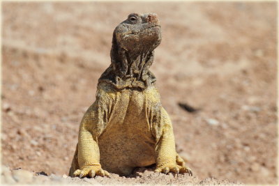 Spiny Tailed Lizard Dhab