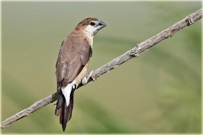 Indian Silver Bill
