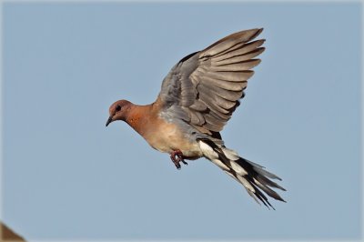 Laughing Dove.jpg