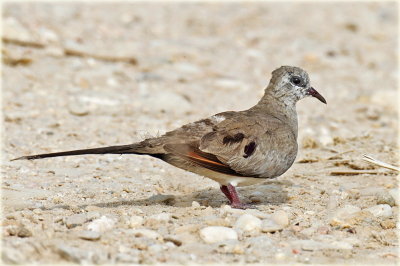 Namaqua Dove Female