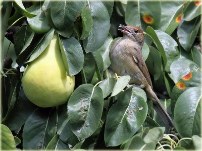 Black Cap Female