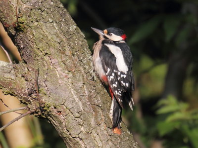 Woodpecker_S0F1620_resize.JPG