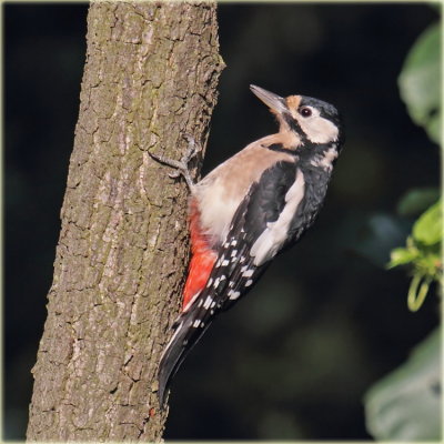 Woodpecker_S0F1570_resize.jpg