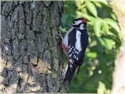 Woodpecker_S0F1544_resize.jpg