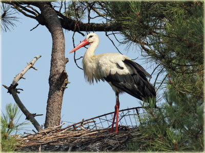 White Stork_S0F0066_resize.jpg