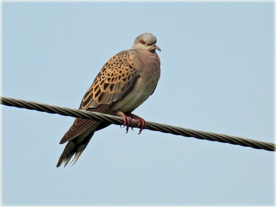 Turtle Dove_S0F0946_resize.jpg