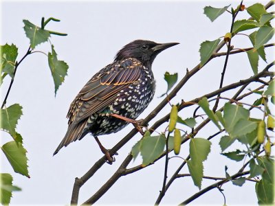 Starling_S0F1254_resize.jpg