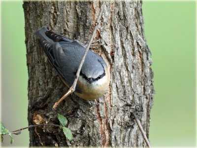 Nuthatch_S0F1219_resize.jpg