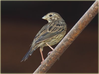 Corn  Bunting